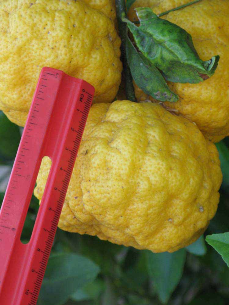            Fruit (Gomiri, Riverside, CA)   